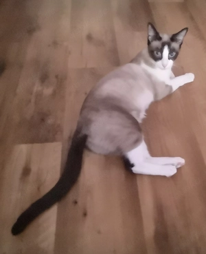 Siam Snowshoe Katze