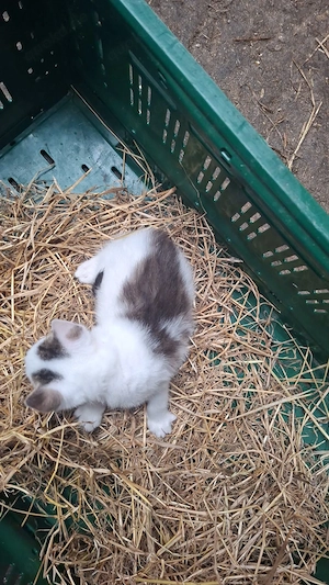 Katzenbabys zu verkaufen 