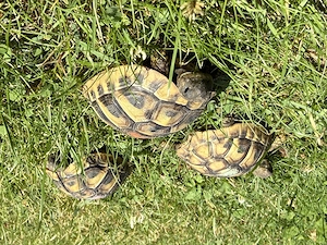 Griechische Landschildkröten THB 