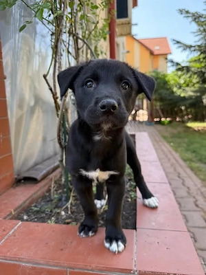 Velma, süßer Welpe sucht neues Zuhause