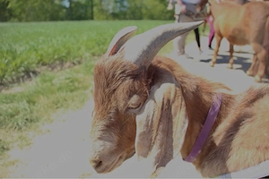 ziegen bock pärchen