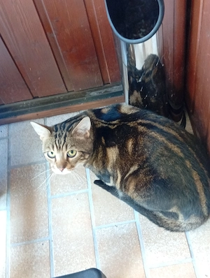 Hauskatze Mischling 