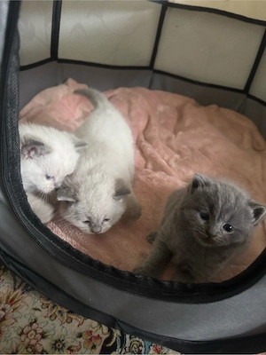 3 BKH Kitten suchen ein neues zuhause!