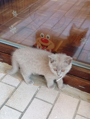 Hauskatze Mischling 
