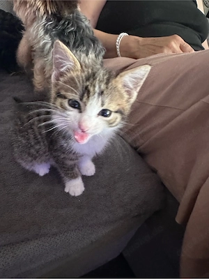 baby katze 