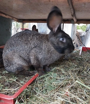 Stallhasen zu verkaufen Bild 3