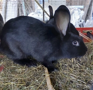 Stallhasen zu verkaufen Bild 4