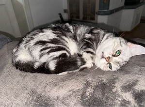 Liebevolle BKH-Katze Fluffy sucht ein neues Zuhause   