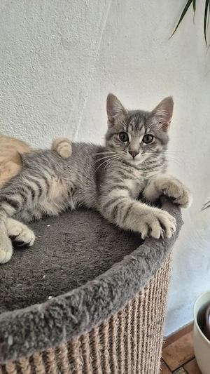 Katzenbaby Kätzchen Kitten 13 Wochen Katze Kätzin Babykatzen grau getigert kleine Katzen