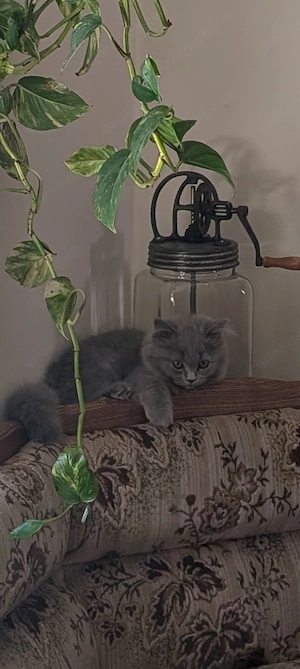 Brithish Langhaar Mix Kitten