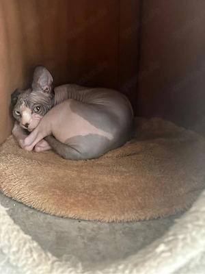 Wunderschöne Sphynx-Nacktkatzen suchen ein liebevolles Zuhause     