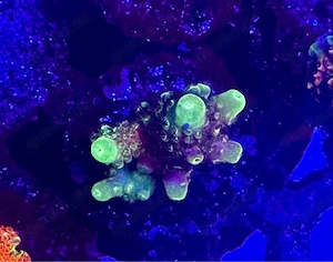 Acropora RAH Rainbow Mango Original 
