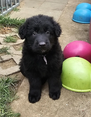 Altdeutscher Schäferhund Welpe Rüde