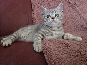 Zuckersüßes BKH Mädchen in Silver Tabby sucht ein Zuhause!