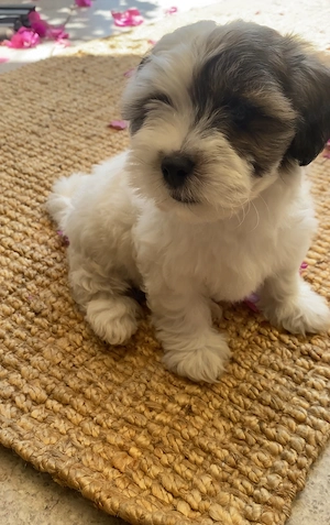 Malteser-Biewer Yorkshire Terrier Mix