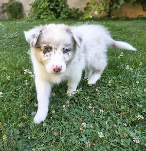 australian shepherd