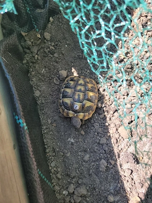 Grichische Landschildkröten 