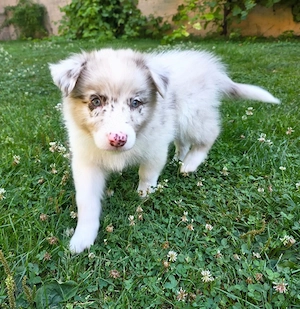 Aussi Australian Shepherd Welpen