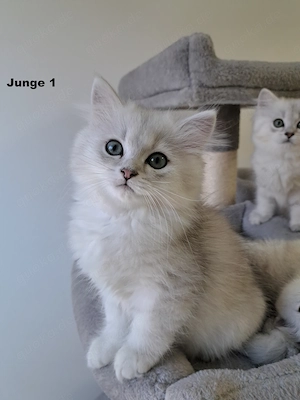 Bkh Blh-Kitten