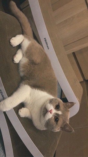 Bkh kater 