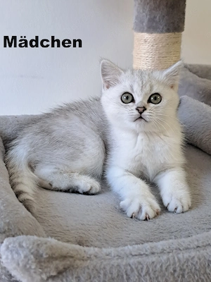 Bkh Blh-Kitten