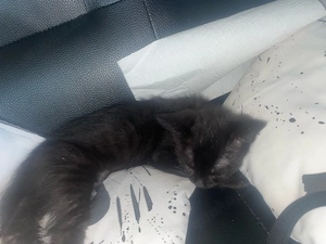 babykatze 