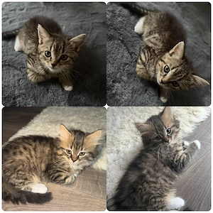 5 geplegte Katzenkinder 0174 3691230