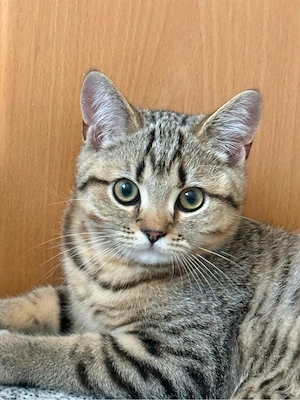 BKH Britisch Kurzhaar Kätzchen tabby