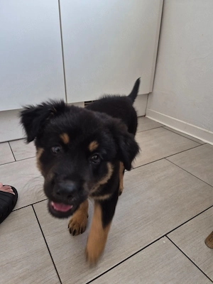 Liebevoller Schäferhund Altdeutscher-Hütehund-Welpe sucht neues Zuhause