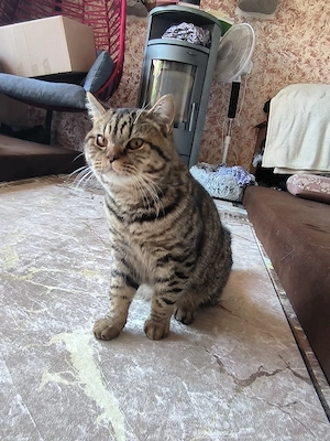 Wunderschöner Britisch Kurzhaar (BKH) Kater sucht ein liebevolles Zuhause   