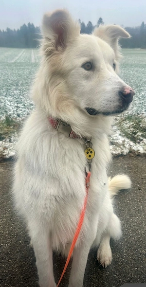 Knut der treue Gefährte sucht seinen Menschen wartet am Ammersee