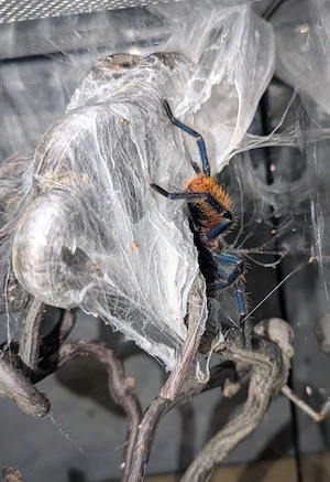 Chromatopelma cyaneopubescens, Cyanblaue Venezuela Vogelspinne