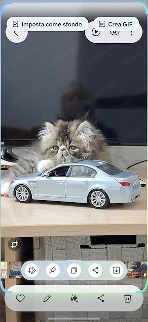 4 Monate alte hypertypische Perserkatze
