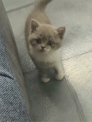 bkh kitte weiblich 