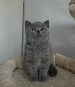 BKH-Kitten Blue