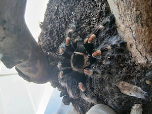 Mex. Rotknievogelspinne (fast ausgewachsen) mit Terrarium
