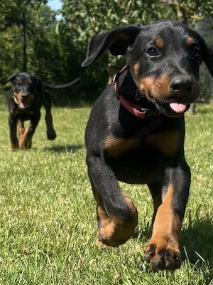 Dobermann Welpen 