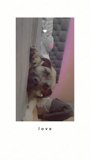 presa canario 