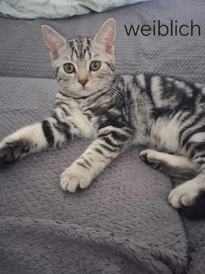 BKH Kitten Black Silver Tabby Classic 