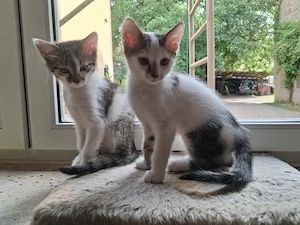 2 Katzenbabys Babykatzen Katerchen