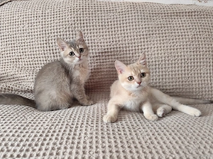  BKH- Kitten Abholbereit 