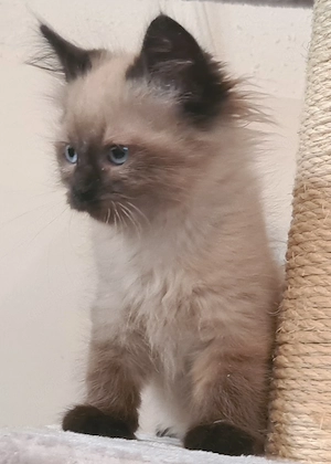 Bezaubernde Neva Masquarade Kitten Sibirische Waldkatze suchen Dich