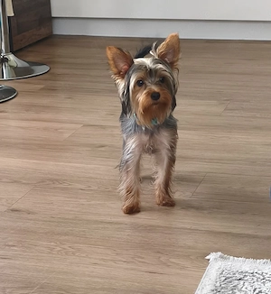 kleine York-Rasse