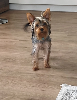 Kleine Rasse, männlich. 7 Monate alt.