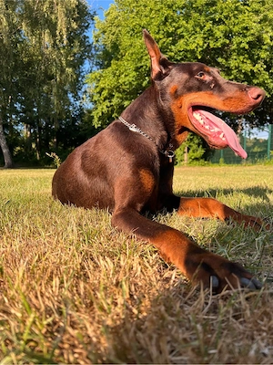 Wunderschöner Dobermann Rüden Abzugeben 