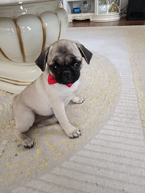Mops Welpen sind Komplett Geimpft 