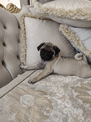Mops Welpen 