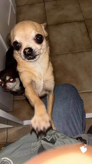 Chihuahua Hündin