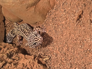 2 weibliche Leoparden Geckos 