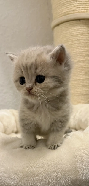 Bkh -blh kitten